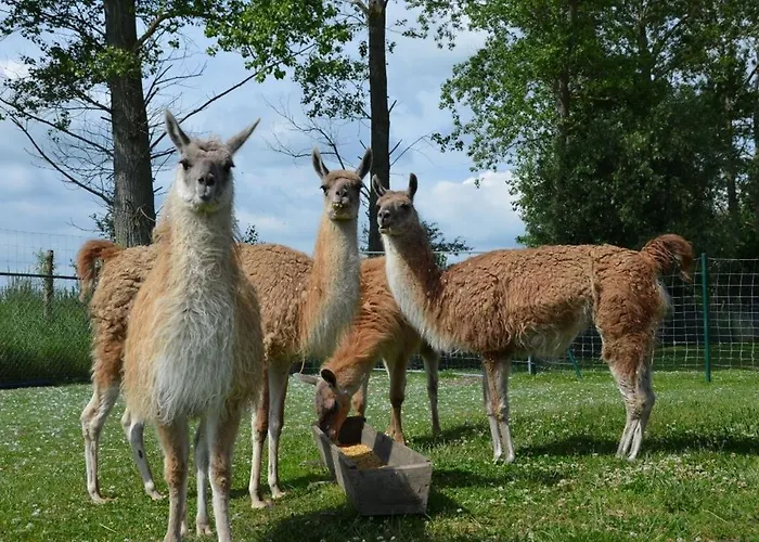 Курортный комплекс Farma Янтар